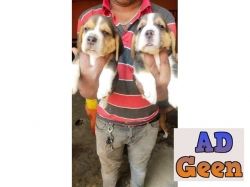 used Beagle puppies in Bangalore for sale 
